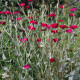 Kukučka vencová - Lychnis coronaria - semienka kukučky - 50 ks