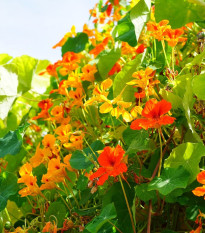 Kapucínka väčšia Out of Africa - Tropaeolum Majus - semienka kapucínky - 15 ks