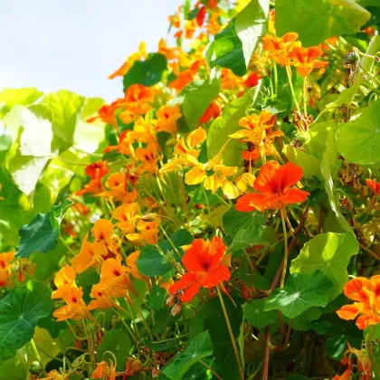 Kapucínka väčšia Out of Africa - Tropaeolum Majus - semienka kapucínky - 15 ks