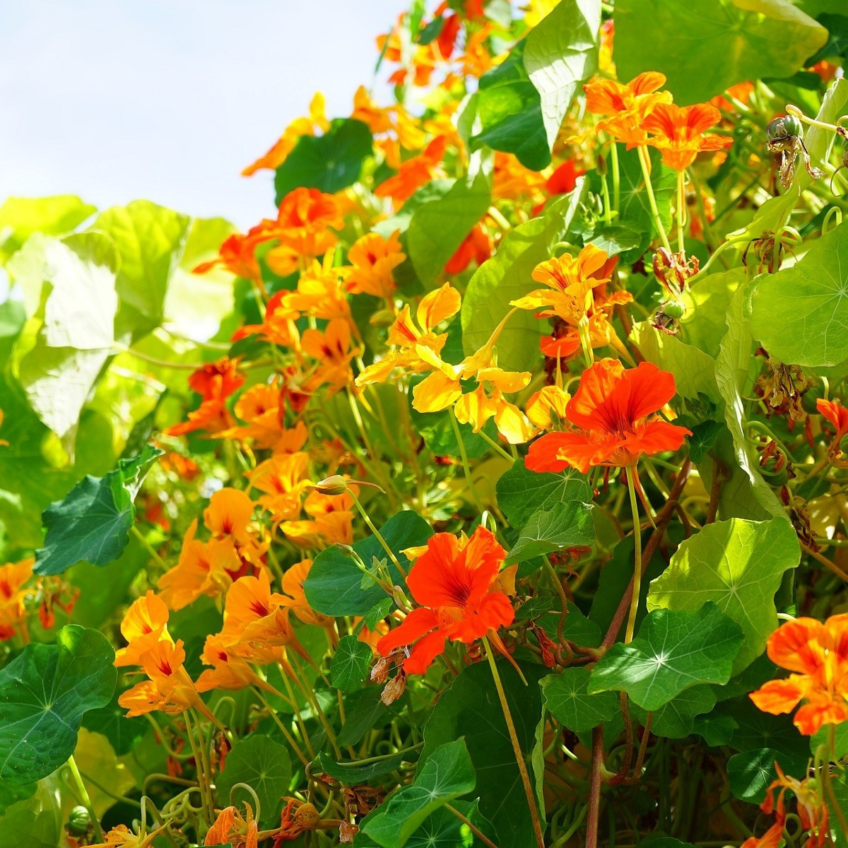 Kapucínka väčšia Out of Africa - Tropaeolum Majus - semienka kapucínky - 15 ks