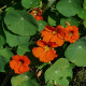 Kapucínka Tom Pouce zmes - Tropaeolum Majus - predaj semienka - 15 ks