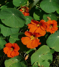 Kapucínka Tom Pouce zmes - Tropaeolum Majus - predaj semienka - 15 ks