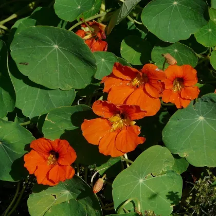 Kapucínka Tom Pouce zmes - Tropaeolum Majus - predaj semienka - 15 ks