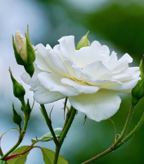 Ruža veľkokvetá pnúca biela - Rosa - voľnokorenné sadeničky ruží - 1 ks
