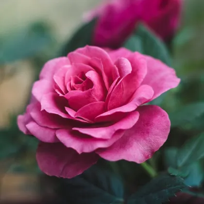 Ruža veľkokvetá pnúca ružová - Rosa - voľnokorenné sadeničky ruží - 1 ks