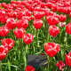 Tulipán Kung Fu - Tulipa - predaj cibuľovín - 3 ks