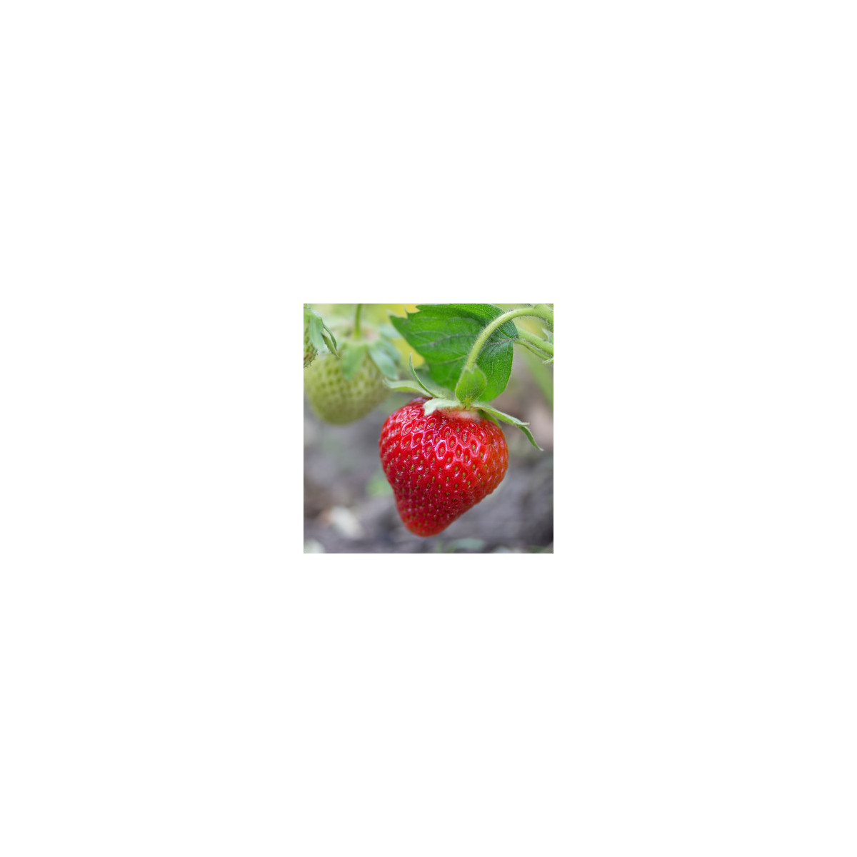Jahoda Symphony - Fragaria ananassa - voľnokorenné sadeničky jahôd - 5 ks