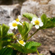 Jahoda Pineberry - Fragaria ananassa - voľnokorenné sadeničky jahôd - 2 ks