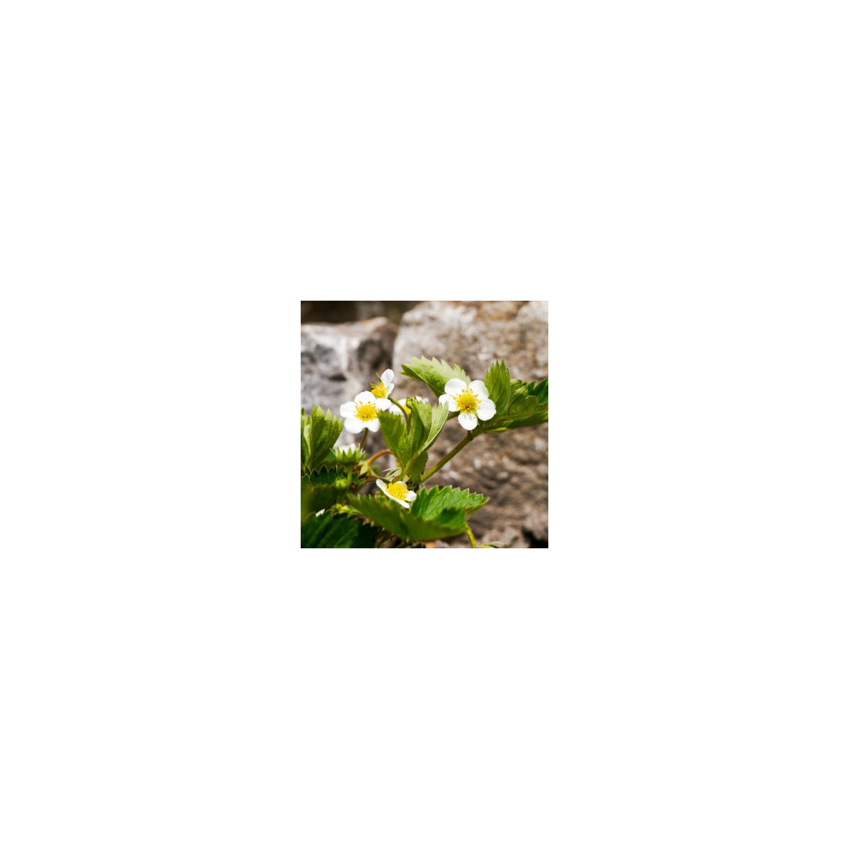 Jahoda Pineberry - Fragaria ananassa - voľnokorenné sadeničky jahôd - 2 ks