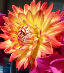 Georgína Peaches and Cream - Dahlia - predaj cibuľovín - 1 ks