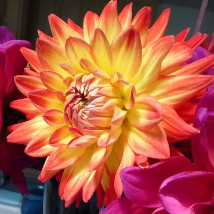 Georgína Peaches and Cream - Dahlia - predaj cibuľovín - 1 ks