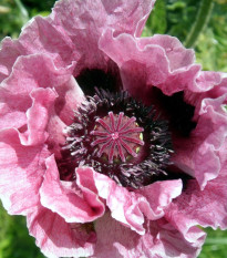 Mak Central Park - Papaver rhoeas - voľnokorenné sadeničky maku - 1 ks