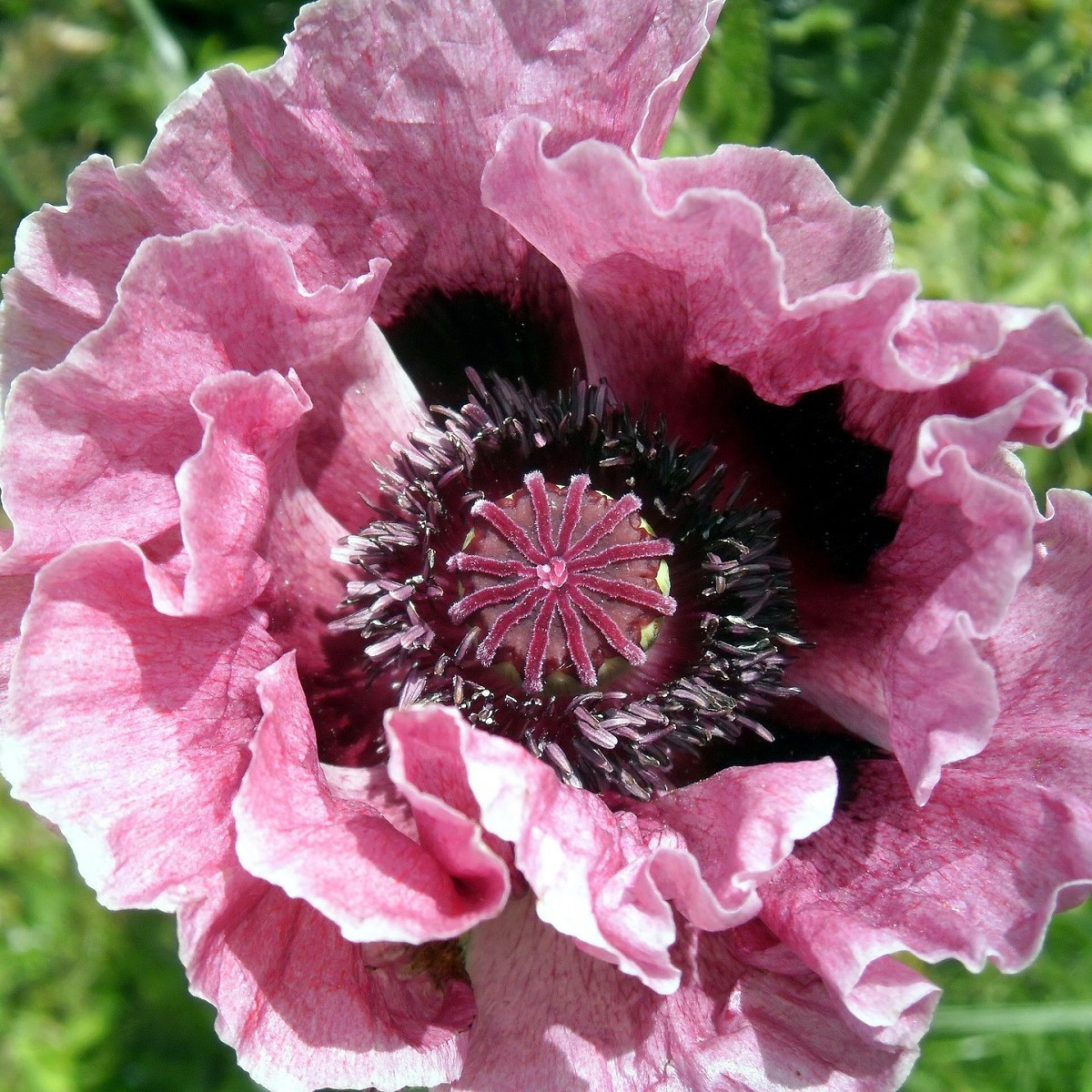 Mak Central Park - Papaver rhoeas - voľnokorenné sadeničky maku - 1 ks