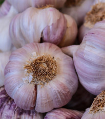 Sadbový cesnak Sultop - Allium sativum - paličiak - predaj cibulí cesnaku - 1 balenie