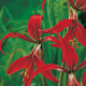 Sprekelia červená - Sprekelia formosissima - predaj cibuľovín - 1 ks