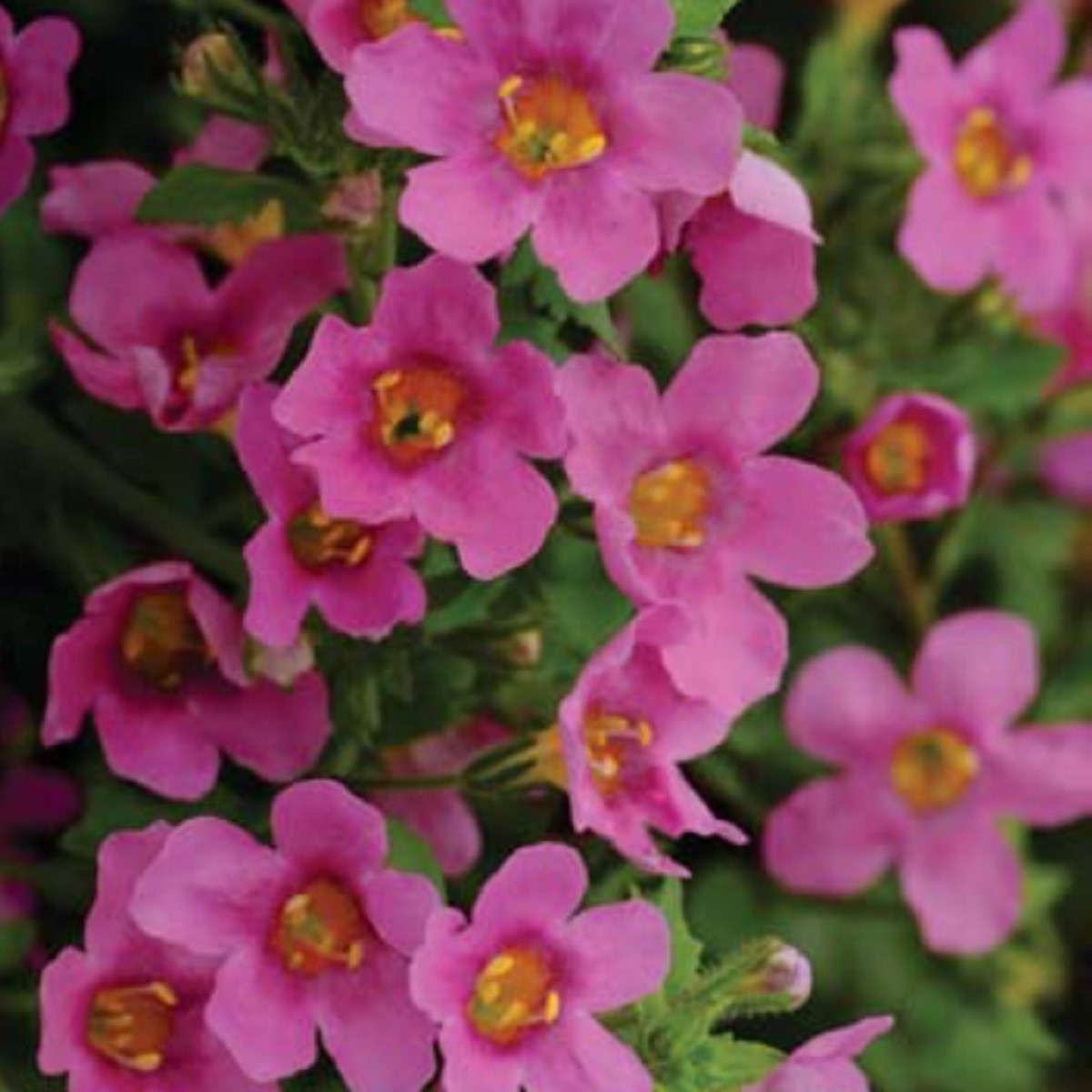 Bakopa Pinktopia - Bacopa sutera cordata - predaj semien - 7 ks