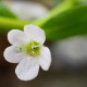 Bakopa Snowtopia - Bacopa sutera cordata - predaj semien - 7 ks