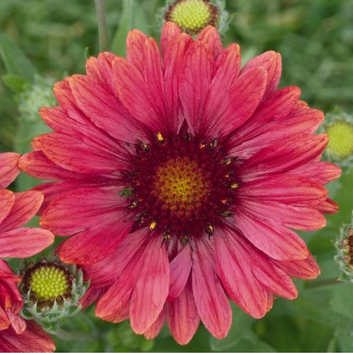 Kokarda Arizona Red Shades - Gaillardia aristata - semienka kokardy - 10 ks