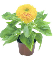 Slnečnica ročná Teddy Bear - Helianthus annuus - predaj semien - 15 ks