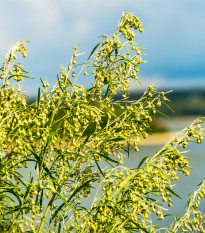 Bio palina pravá - Artemisia absinthum - bio predaj semien - 0,02 g