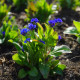 Nezábudka lesná Compindi - Myosotis sylvatica - predaj semien - 100 ks