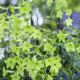 Tabak okrasný voňajúci Perfume Lime - Nicotiana sanderae - predaj semien - 50 ks
