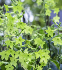 Tabak okrasný voňajúci Perfume Lime - Nicotiana sanderae - predaj semien - 50 ks