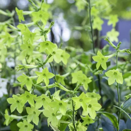 Tabak okrasný voňajúci Perfume Lime - Nicotiana sanderae - predaj semien - 50 ks