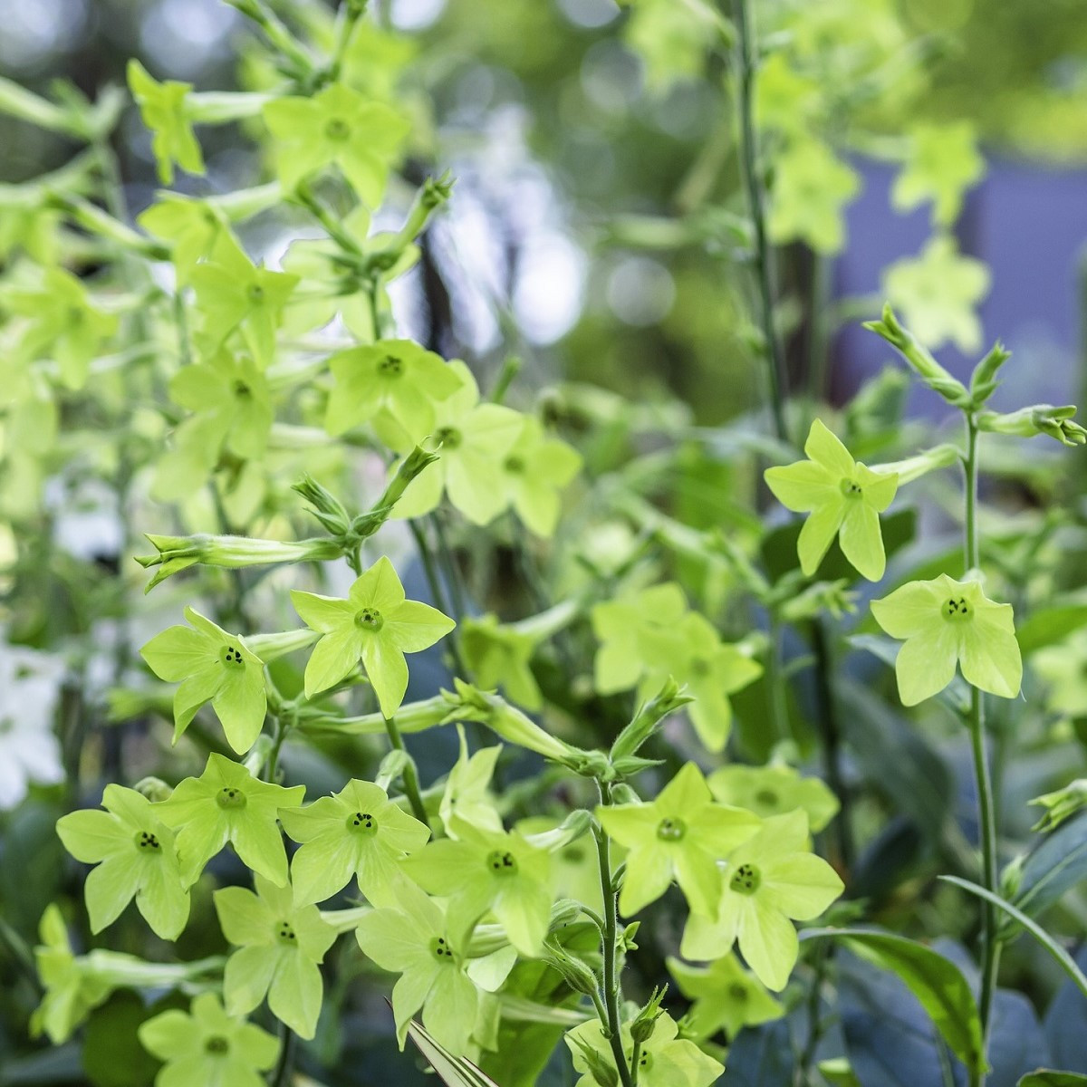 Tabak okrasný voňajúci Perfume Lime - Nicotiana sanderae - predaj semien - 50 ks
