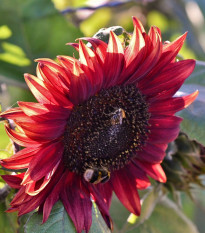 Slnečnica ročná Moulin Rouge - Helianthus annuus - semienka slnečnice - 8 ks