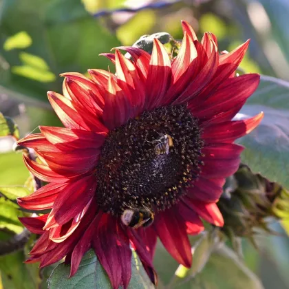 Slnečnica ročná Moulin Rouge - Helianthus annuus - semienka slnečnice - 8 ks
