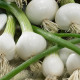 Cibuľa jarná La Reine - Allium cepa - semienka cibule - 250 ks