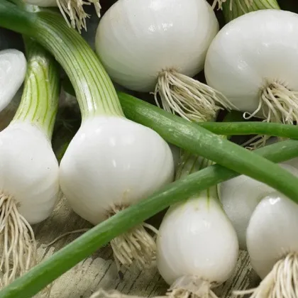 Cibuľa jarná La Reine - Allium cepa - semienka cibule - 250 ks
