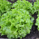 Bio šalát Batavia Leny - Lactuca sativa - bio semená - 100 ks