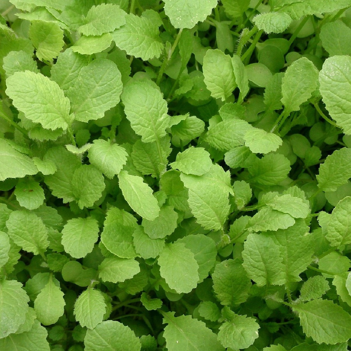 Horčica habešská - Brassica carinata - semiačka - 250 ks