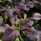 Horčica červená Red Frills - Brassica juncea - semená ázijskej zeleniny - 300 ks