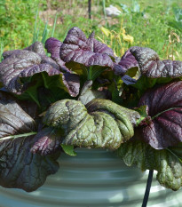 Mizuna Red Knight F1 - Brassica campestris japonica -semiačka -  400 ks