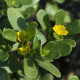 Portulaka kapustová Golden - Portulaca oleracea - predaj semien - 100 ks