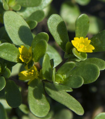 Portulaka kapustová Golden - Portulaca oleracea - predaj semien - 100 ks