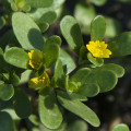 Portulaka kapustová Golden - Portulaca oleracea - predaj semien - 100 ks