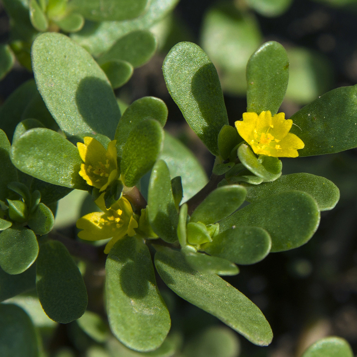 Portulaka kapustová Golden - Portulaca oleracea - predaj semien - 100 ks