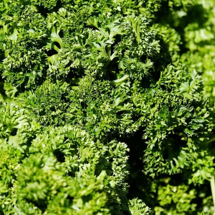 Petržlen Záhradný Vňaťový Kudrnka - Petroselinum Crispum Convar. Vulgare - Semená - 700 ks