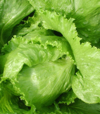 Šalát Safír - Lactuca sativa - predaj semien - 400 ks