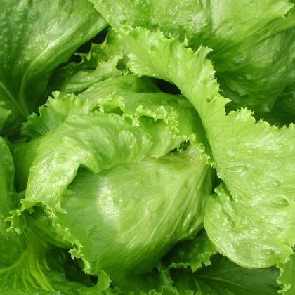 Šalát Safír - Lactuca sativa - predaj semien - 400 ks