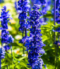 Šalvia Victoria Blue - Salvia Farinacea - predaj semien - 20 ks
