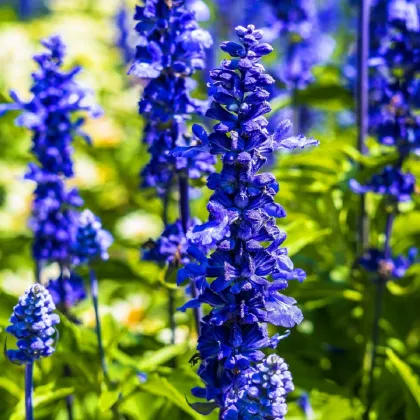 Šalvia Victoria Blue - Salvia Farinacea - predaj semien - 20 ks