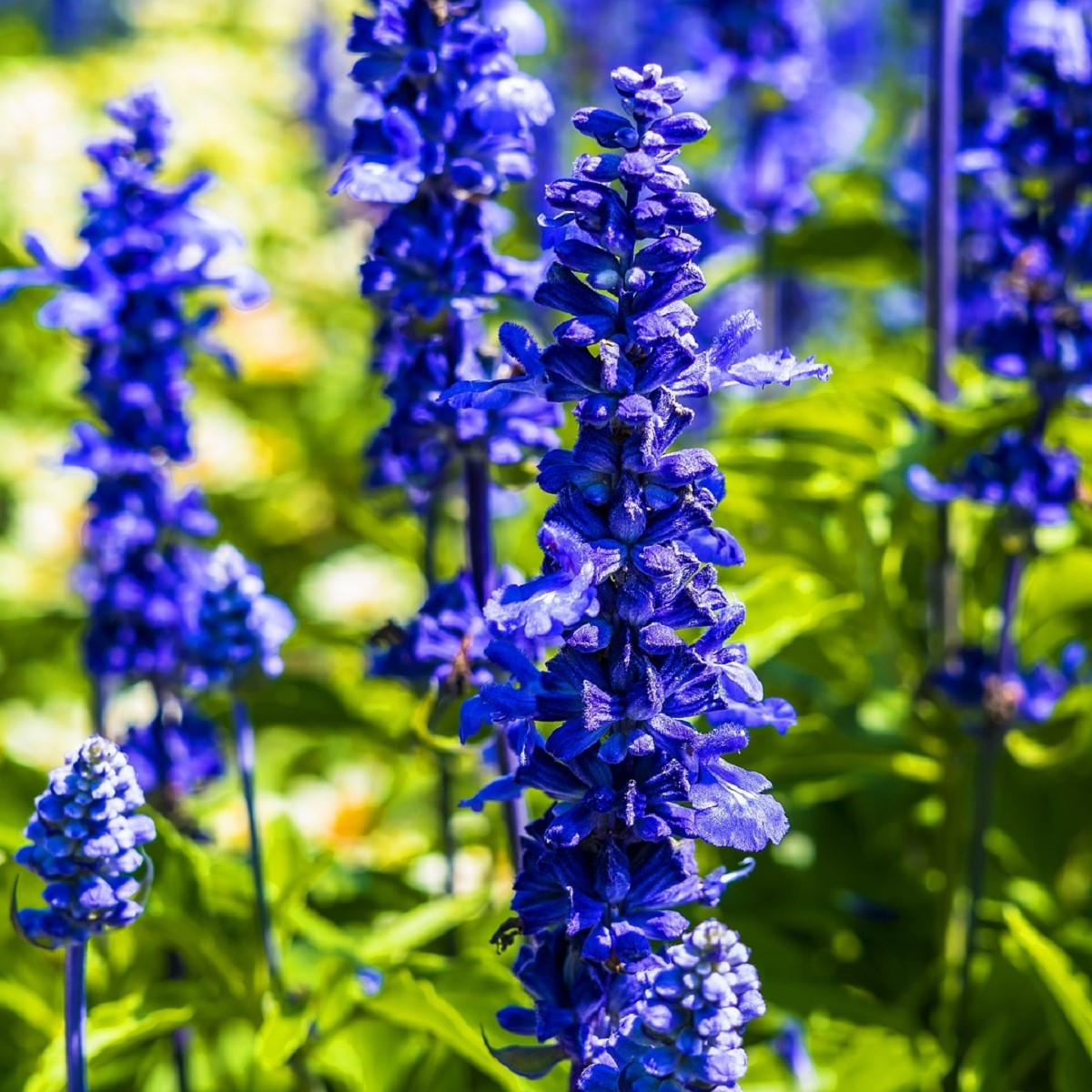 Šalvia Victoria Blue - Salvia Farinacea - predaj semien - 20 ks