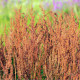 Štiav kyslý - Rumex acetosa - semiačka - 25 ks