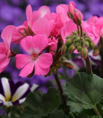 Muškát krúžkovaný - Horizon - Mix farieb - predaj semien muškátov - Pelargonium zonale - 4 ks