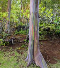 Eukalyptus dúhový - Blahovičník - Eucalyptus deglupta - predaj semien - 10 ks